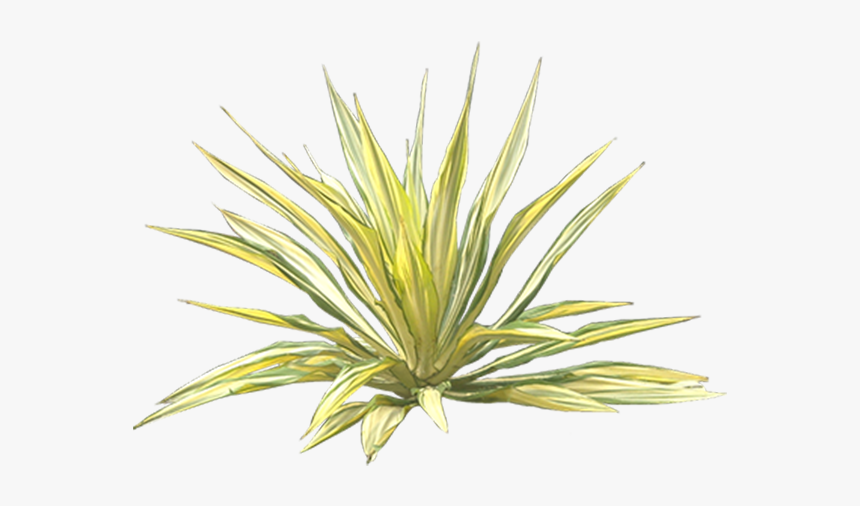 Yucca Png, Transparent Png, Free Download