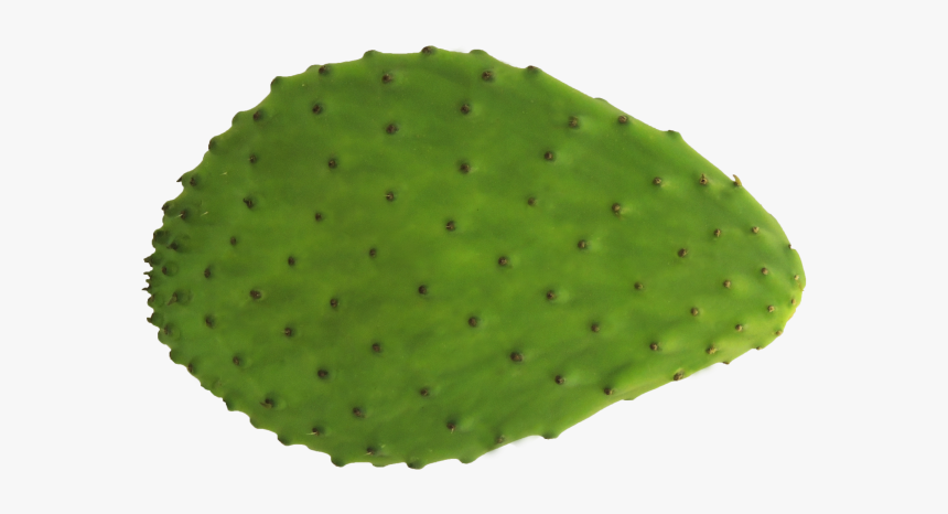 Nopal Png, Transparent Png, Free Download