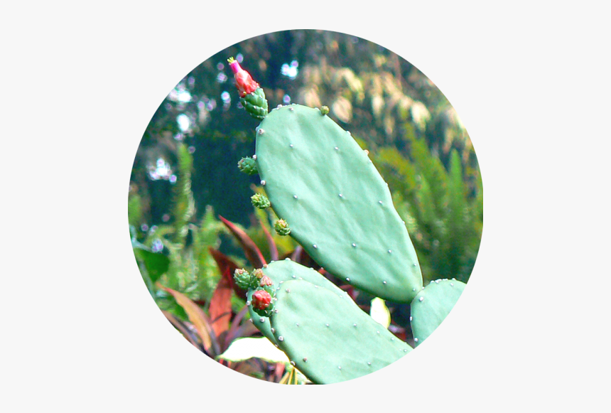 Eastern Prickly Pear, HD Png Download, Free Download