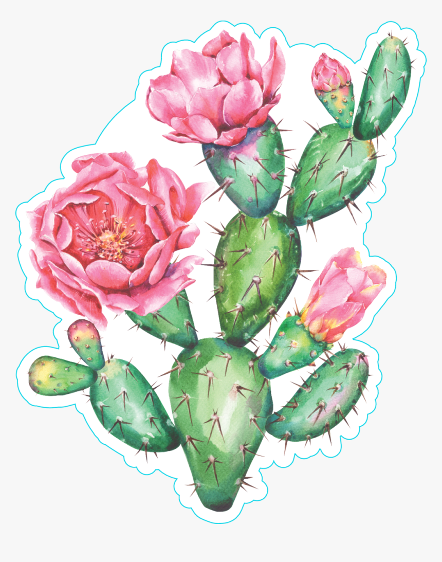 Cactus Clipart Watercolor Flowering Prickly Pear Cactus Watercolor Hd Png Download Kindpng
