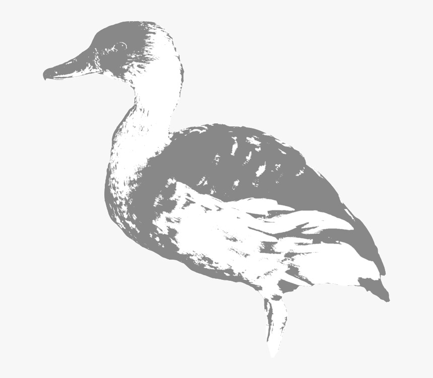 Mallard Drawing Duck Hunting - Mallard, HD Png Download, Free Download