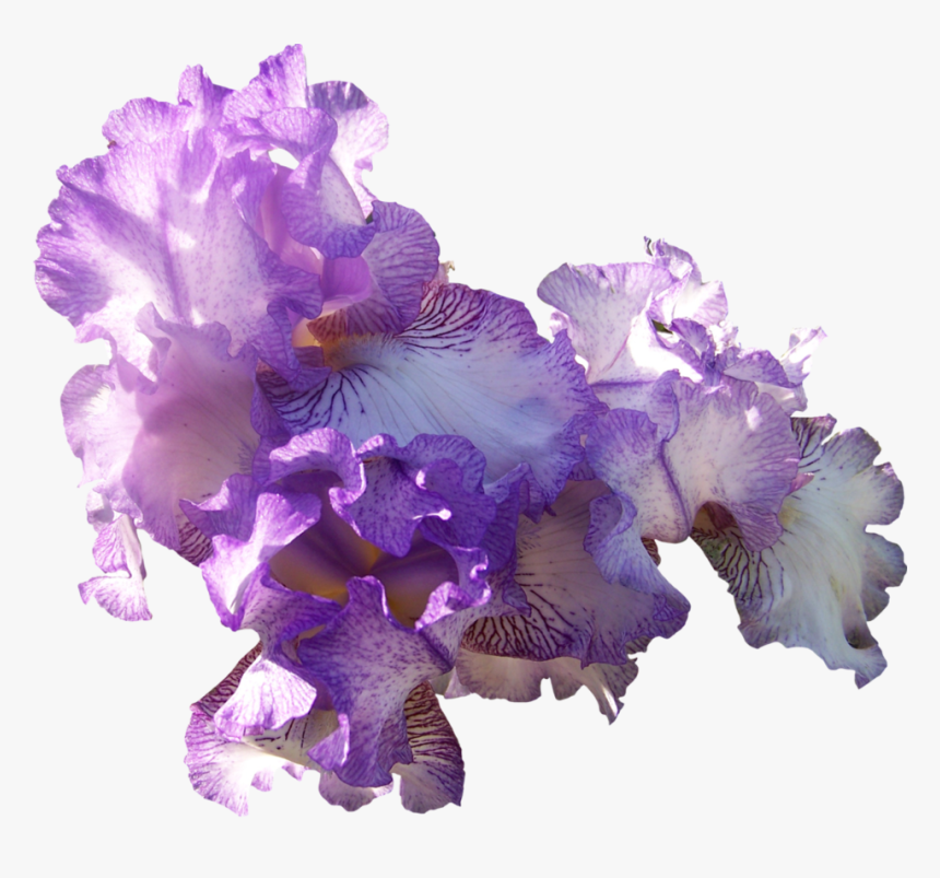 Com Light Purple Ir - Light Purple Flowers Png, Transparent Png, Free Download