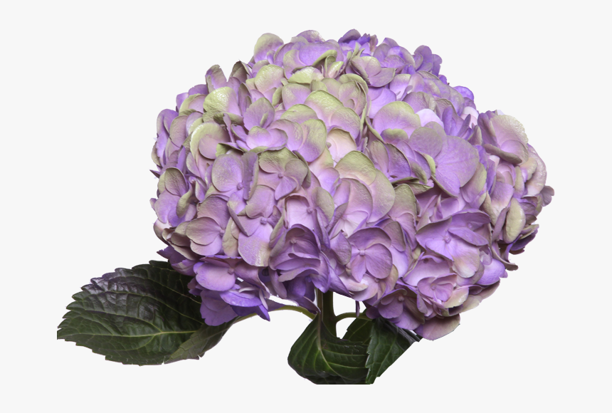 Amathyst Light Purple - Light Purple Purple Hydrangea Flowers, HD Png Download, Free Download