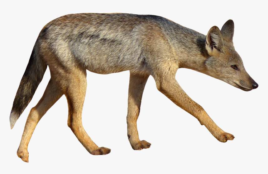 Jackal Animal White Background, HD Png Download, Free Download