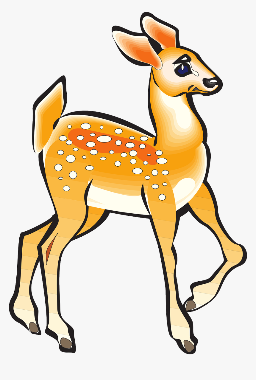 Fawn, Animal, Deer, Nature, Wildlife, Young, Doe - Bau Cua Ca Cop, HD Png Download, Free Download