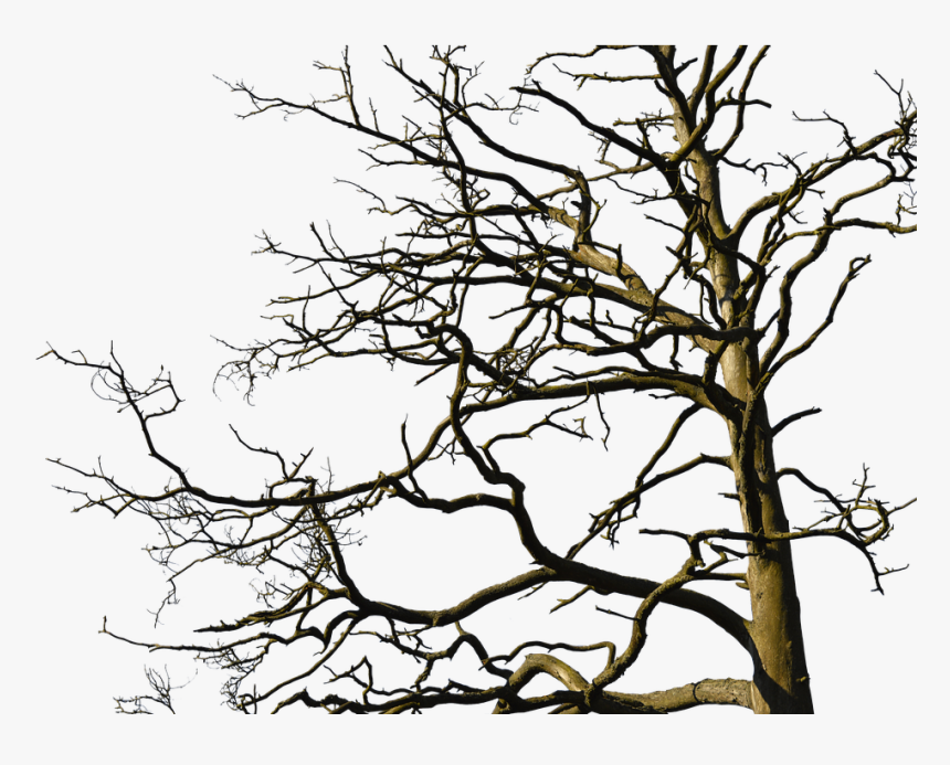 Tree, Aesthetic, Nature, Old Tree, Branches, Log, Bark - Old Tree With Branches, HD Png Download, Free Download