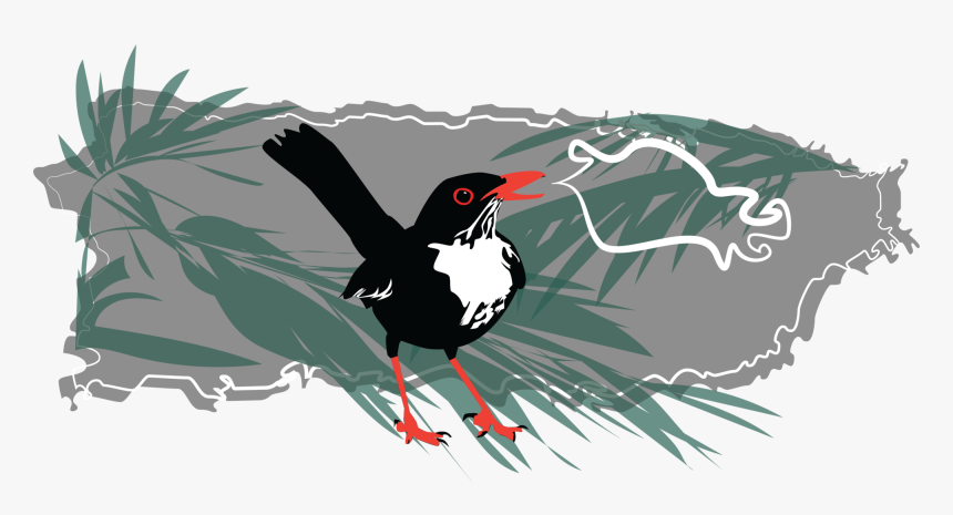 Oystercatcher, HD Png Download, Free Download