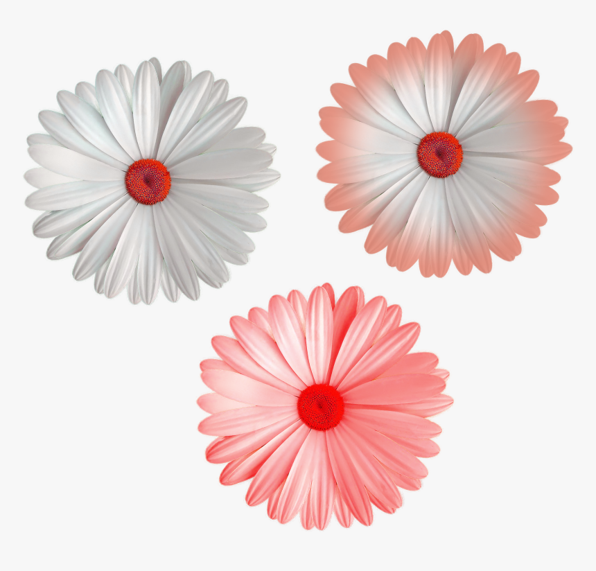 Daisy - Colorful Flower Png Hd, Transparent Png, Free Download