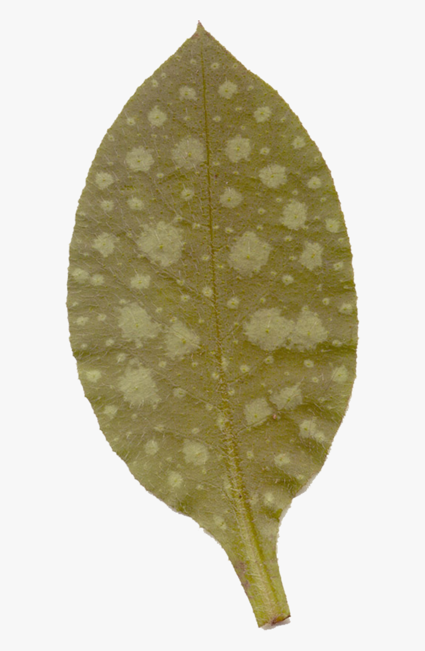 Plant Pathology, HD Png Download, Free Download