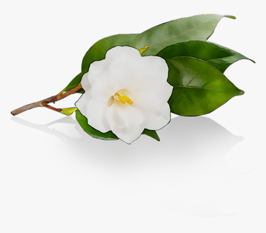 Camellia Free Photo Png Clipart - Camellia Sasanqua, Transparent Png, Free Download