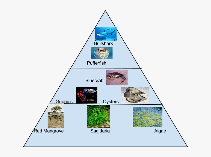 Transparent Food Pyramid Png - Food Pyramid For Mangroves, Png Download, Free Download