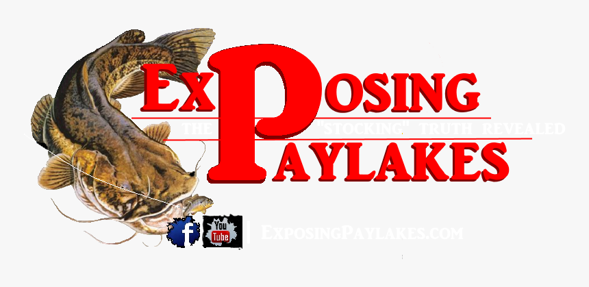 Exposing Paylakes Logo - Flathead Catfish, HD Png Download, Free Download