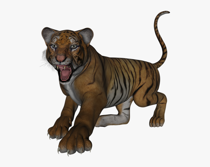 Tiger, Big Cat, Cat, Predator, Wildcat, Bengal, Feline - Cat, HD Png Download, Free Download