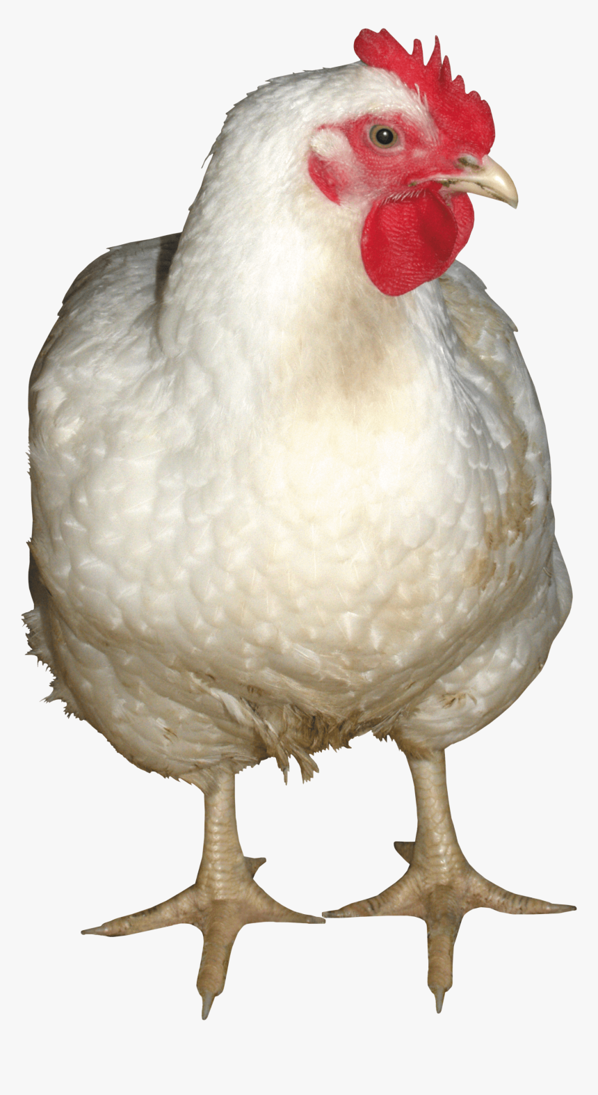 Chicken Images Png - Chicken Png, Transparent Png, Free Download