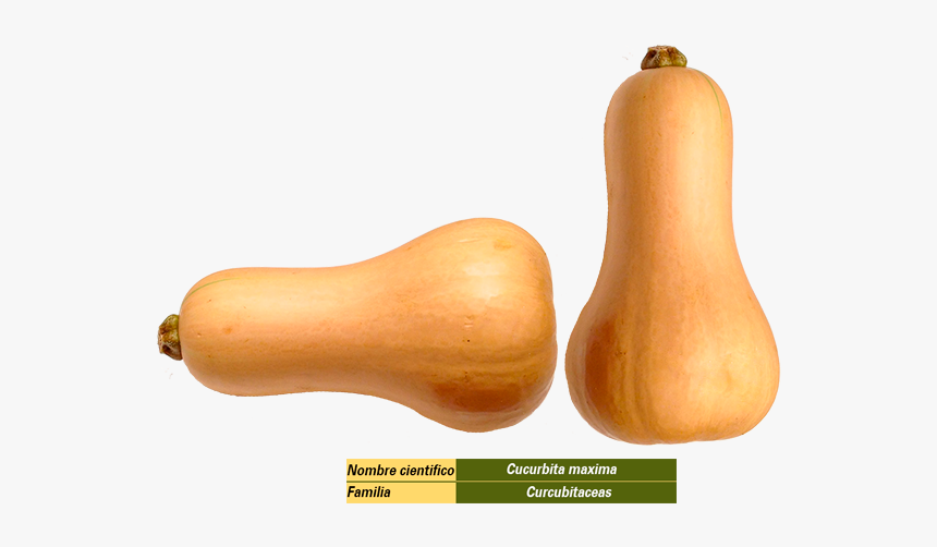 Butternut Squash, HD Png Download, Free Download