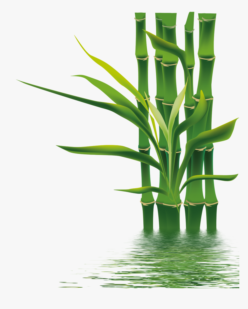 Bamboo If Bamboe Wallpaper - Bamboo Png, Transparent Png, Free Download