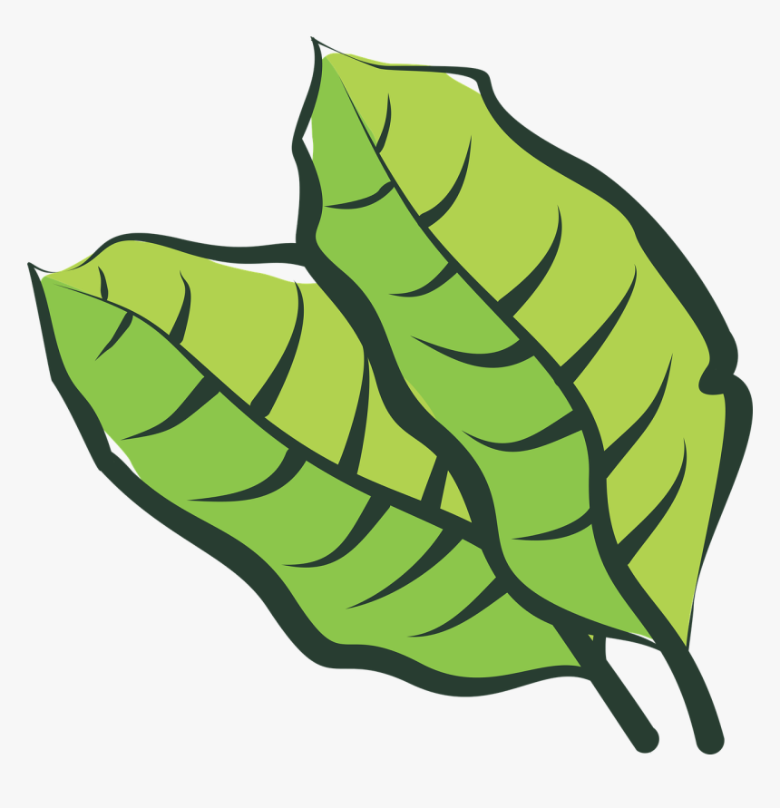 Hoja De Tabaco Png Vector , Png Download - Hoja De Tabaco Vector, Transparent Png, Free Download