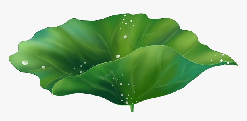 Lotus Leaf Vector Png, Transparent Png, Free Download