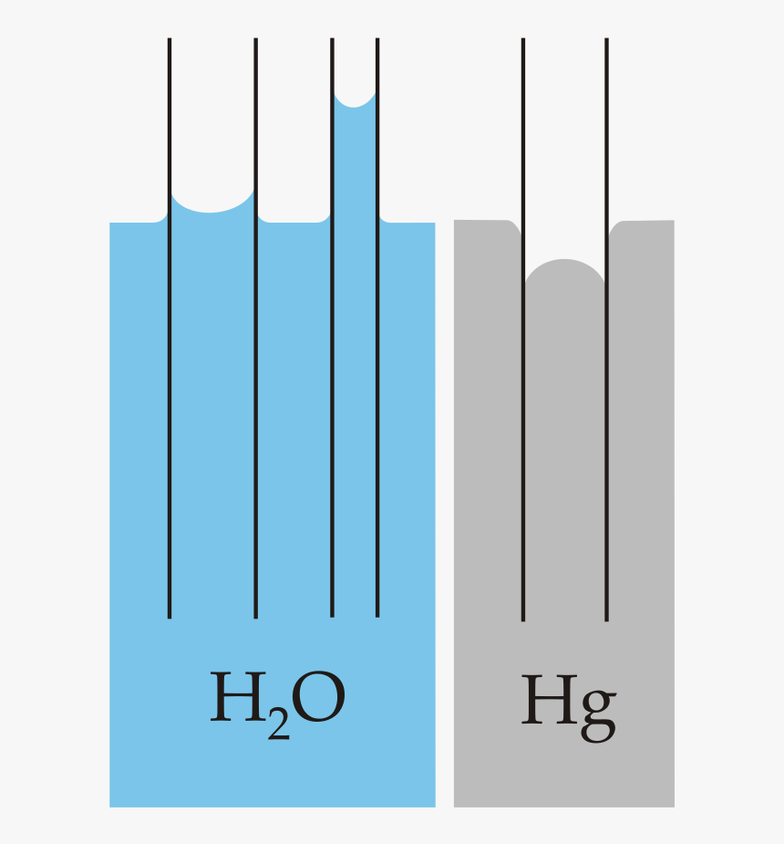 capillary-action-definition-biology-hd-png-download-kindpng