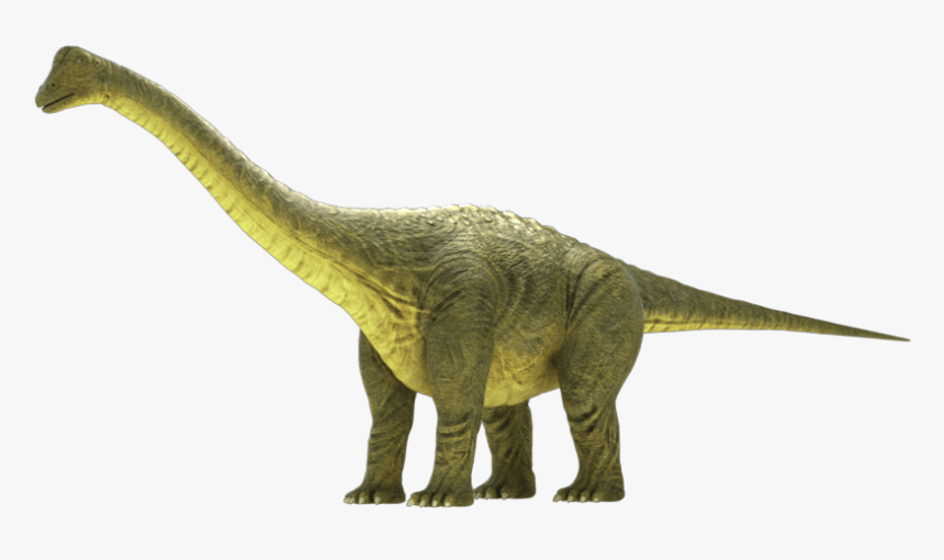 Brontosaurus Apatosaurus 3d Model - Brontosaurus Png, Transparent Png, Free Download