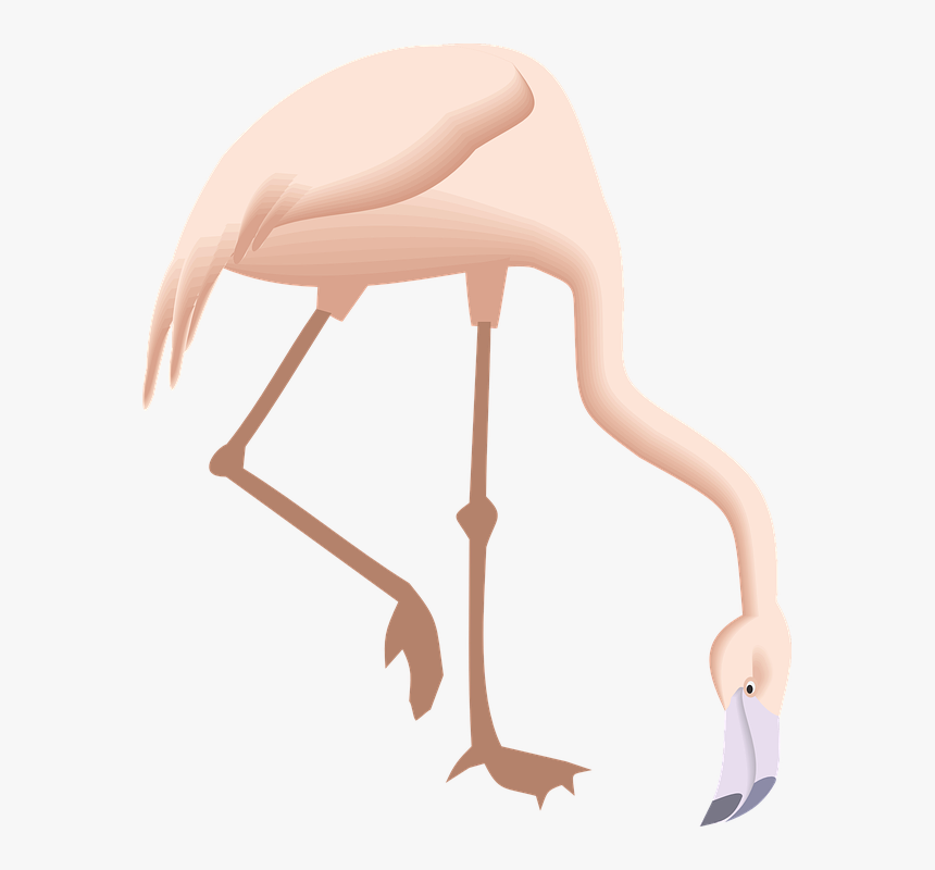 Flamingo, Bending, Down, Bird, Wings, Long, Neck, Legs - Flamingo Bending Down, HD Png Download, Free Download