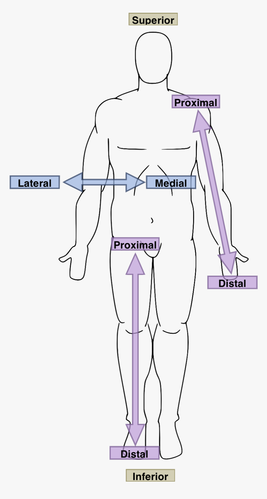 Anatomical Directions - Anatomy Directional Terms, HD Png Download, Free Download