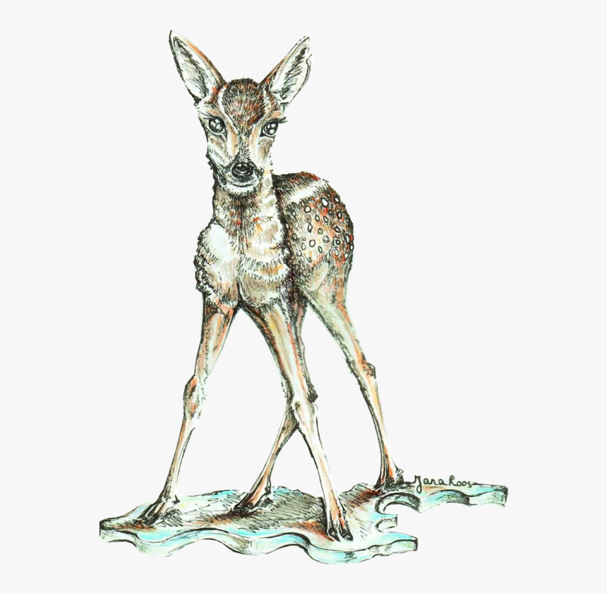 Roe Deer, HD Png Download, Free Download