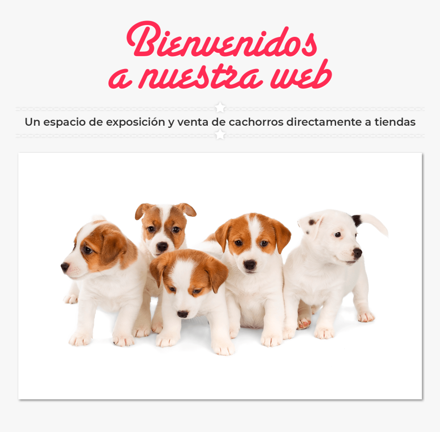 Imagen De Bienvenida A La Web De Dismucan - Calendario Junio 2017 De Perritos, HD Png Download, Free Download