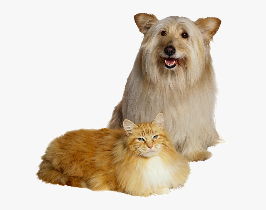 Cachorro Amigo Do Gato Png - Dog And Cat White Background, Transparent Png, Free Download