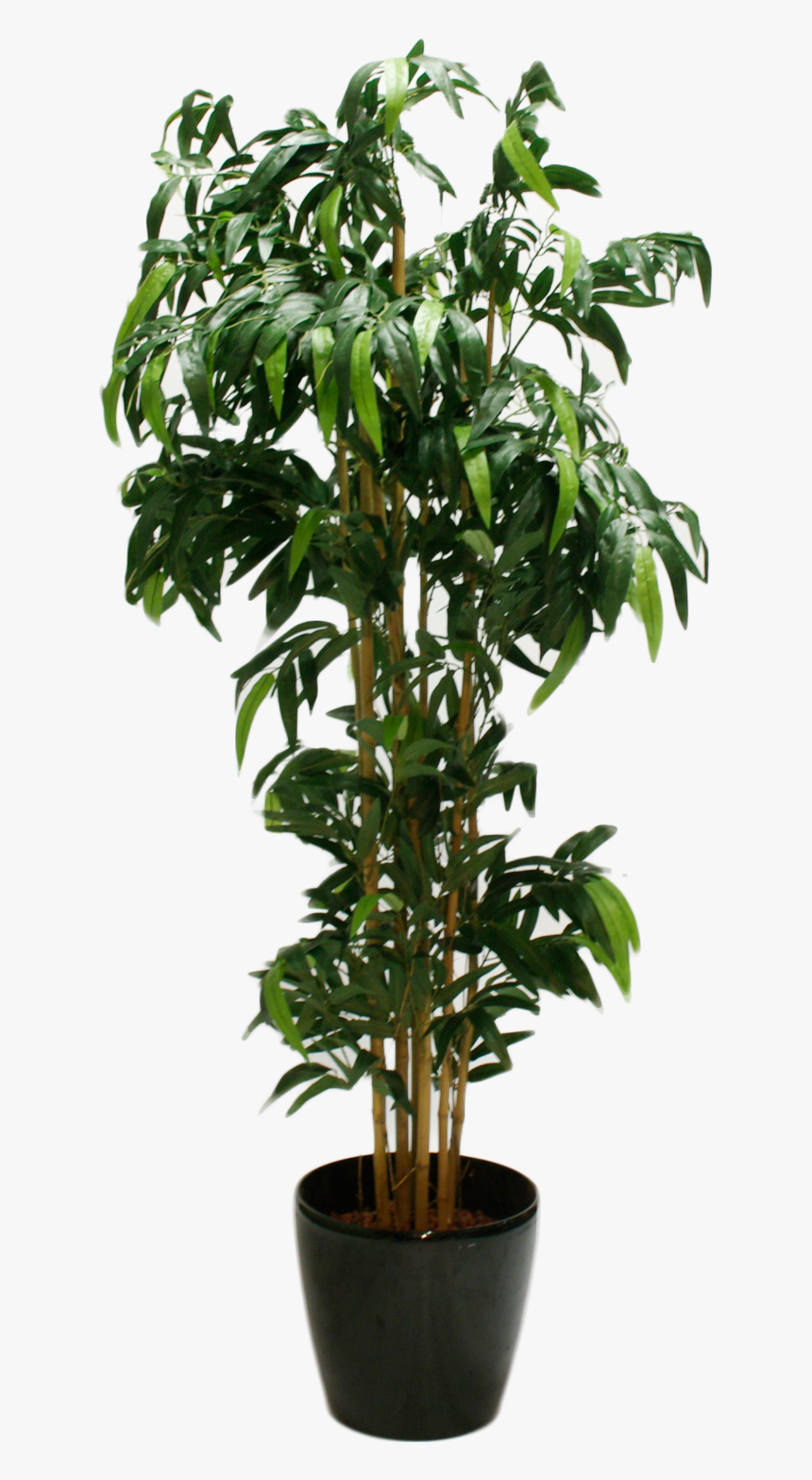 Ficus Png, Transparent Png, Free Download