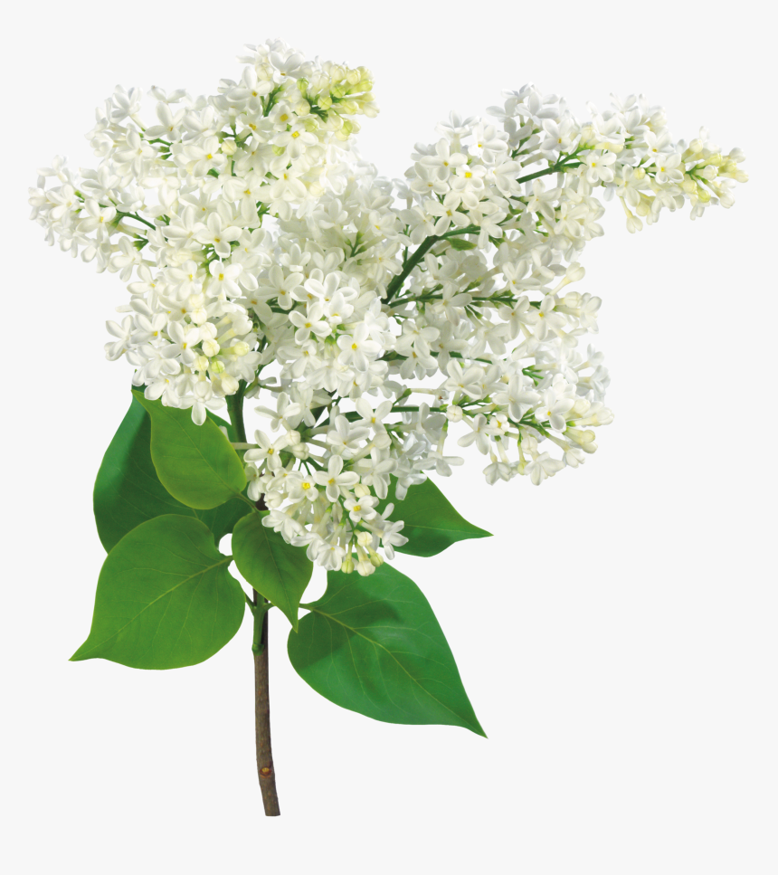 Común Lila Rama De La Luz Arbusto - White Lilac Transparent, HD Png Download, Free Download