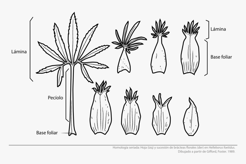 Ejemplos De Convergencia Evolutiva En Plantas, HD Png Download, Free Download