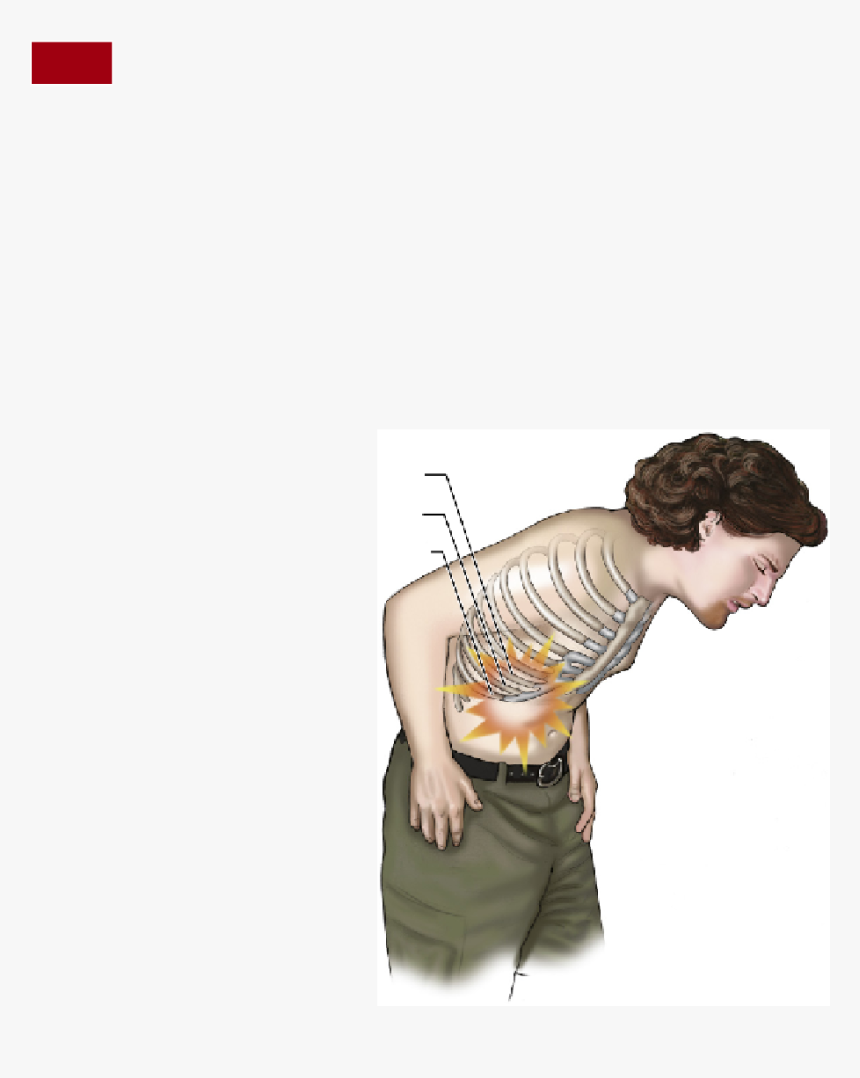 Rib Cage Png, Transparent Png, Free Download