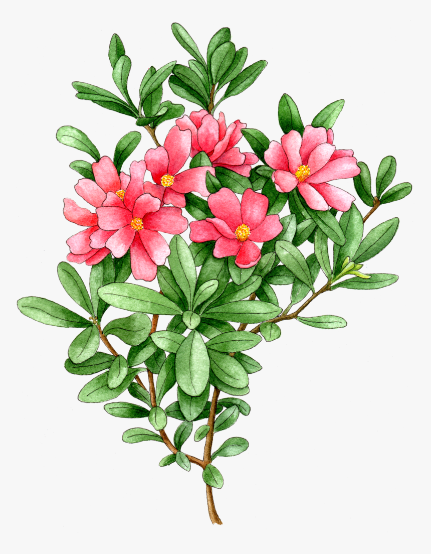 Illustration By Helen Krayenhoff - Desert Rose, HD Png Download, Free Download