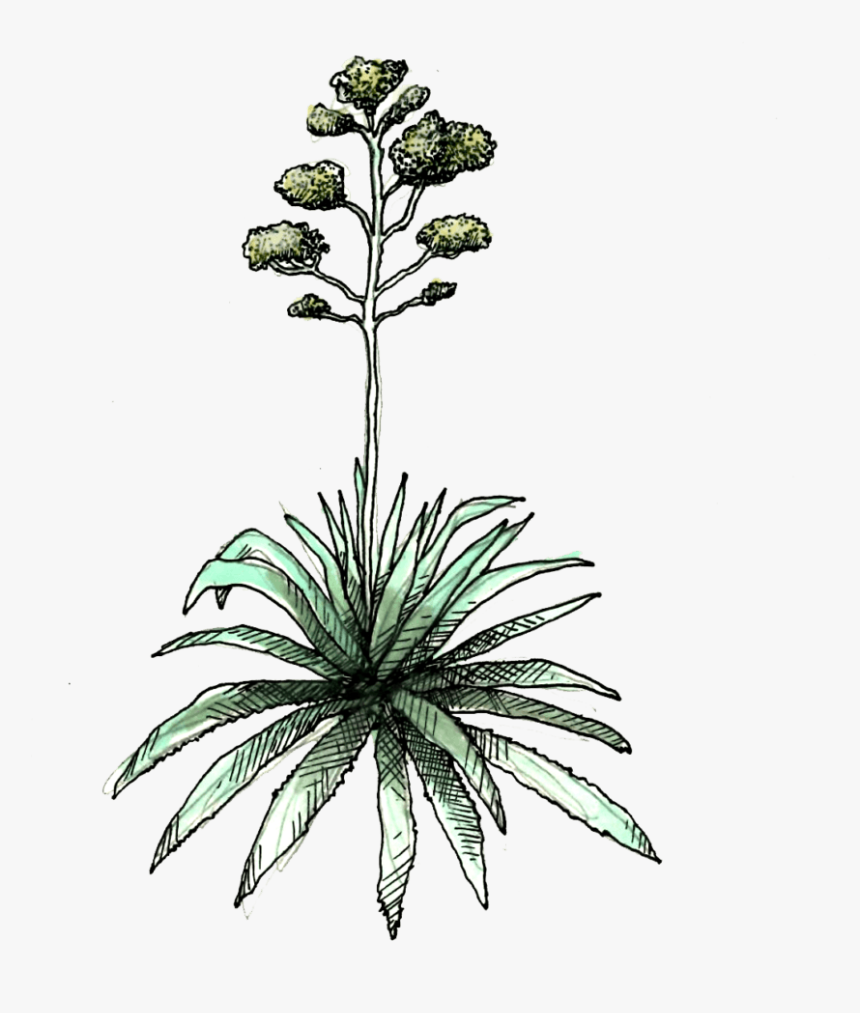 Agave Americana - Agave, HD Png Download, Free Download