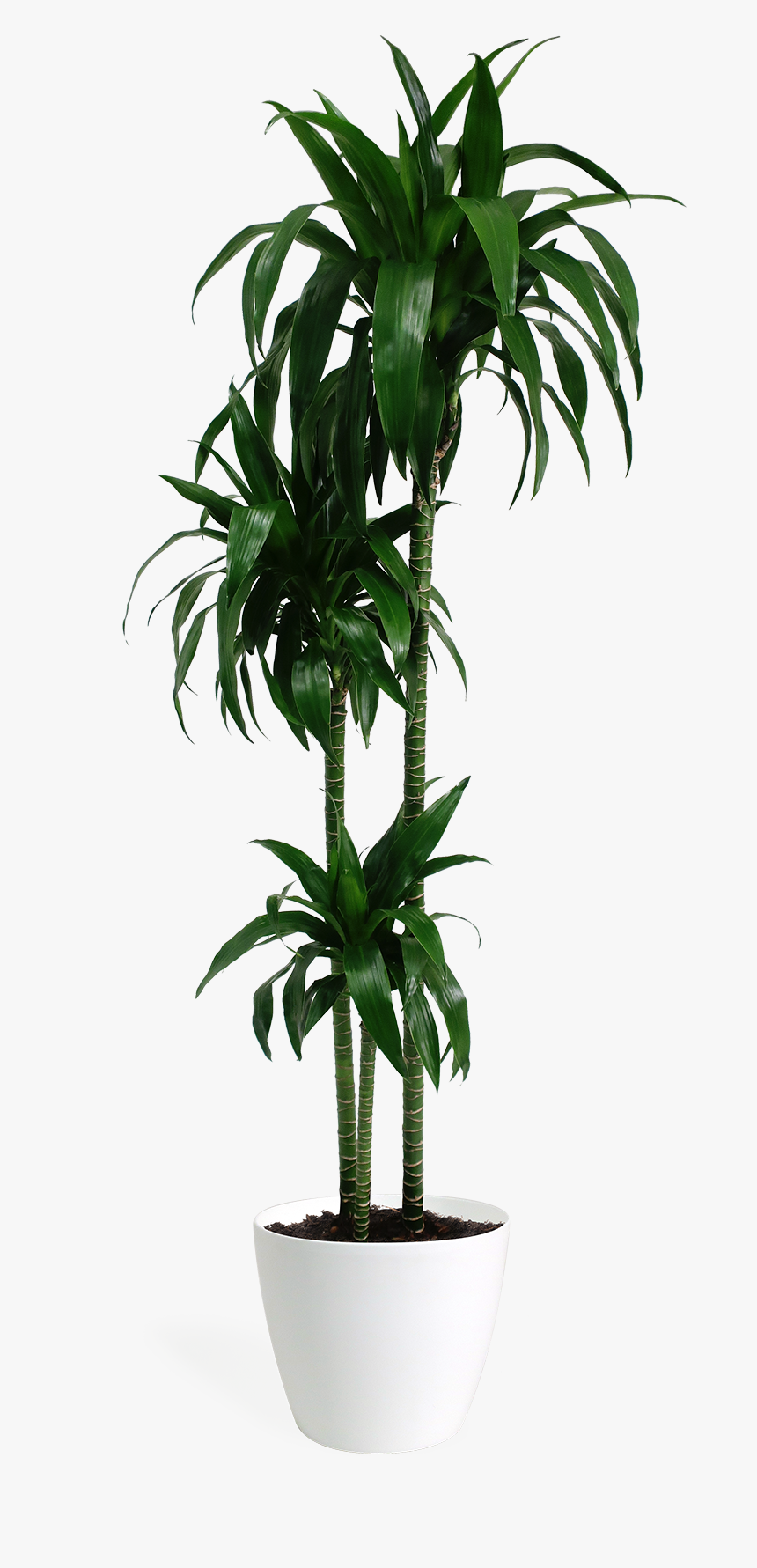 Lisa Cane Plant, HD Png Download, Free Download