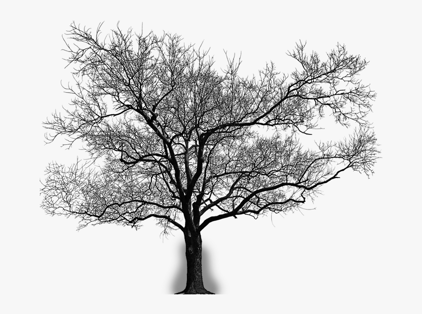 Arvore - Gnarled Trees Against White Background, HD Png Download, Free Download