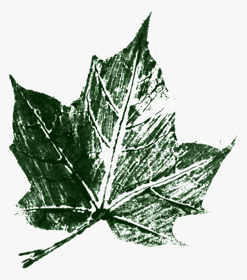 Maple Leaf, HD Png Download, Free Download