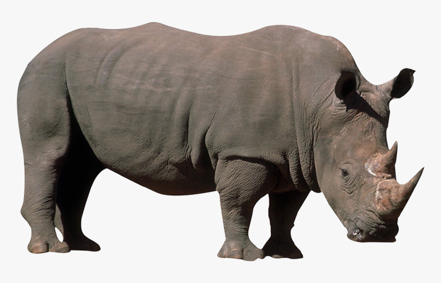 Black Rhinoceros, HD Png Download, Free Download