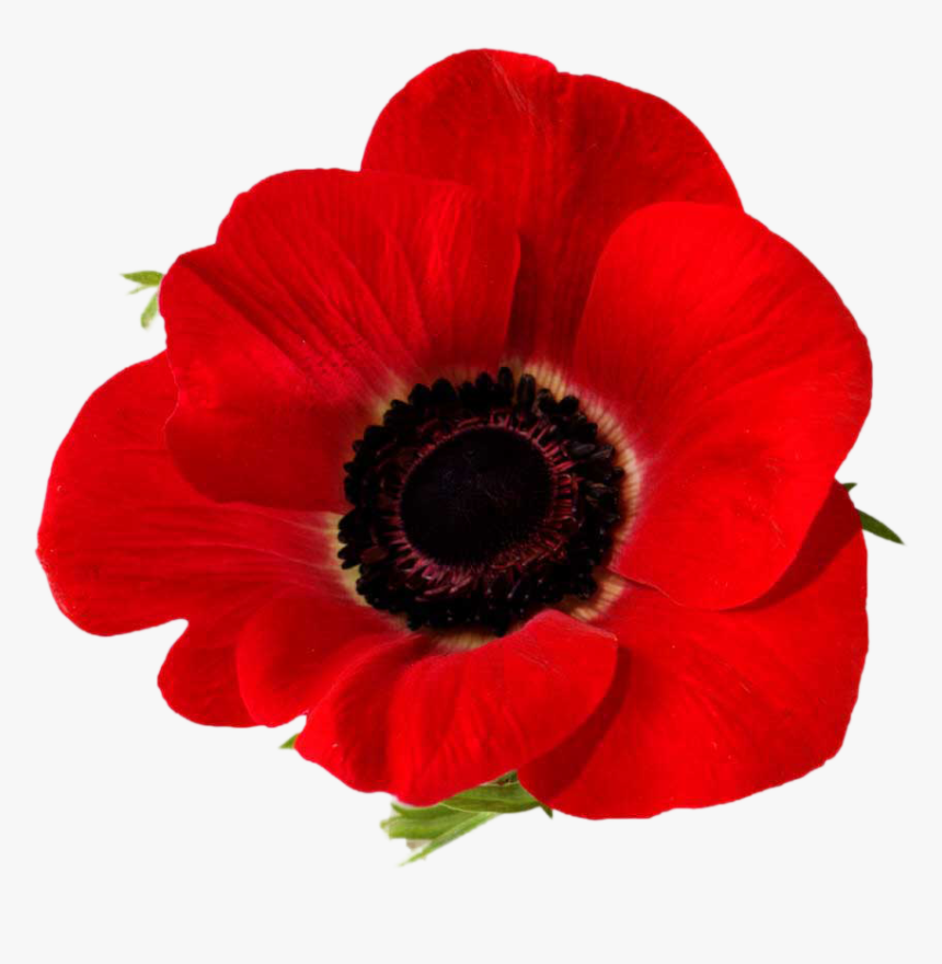 Poppy Real Remembrance Day, HD Png Download, Free Download