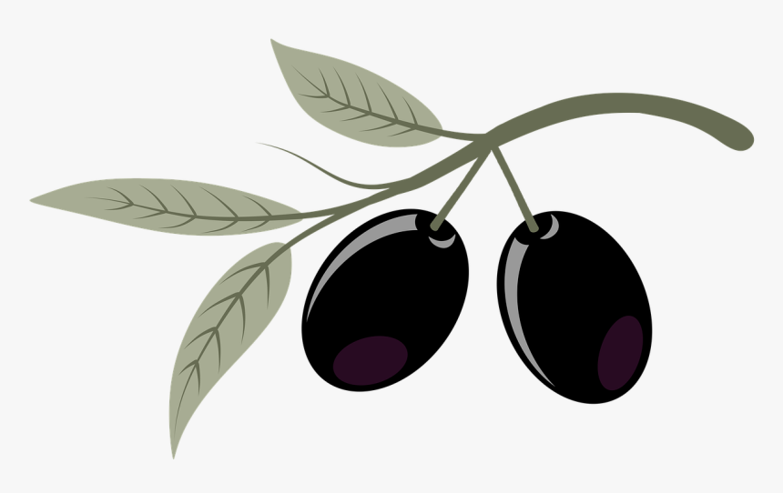 Olives Fruits Plant Free Photo - Zeytin Png, Transparent Png, Free Download