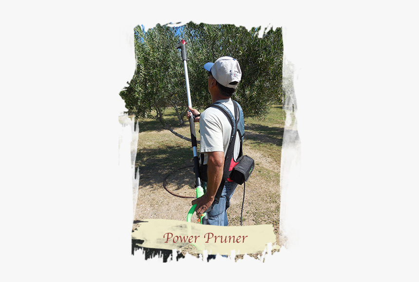 Olive Tree Power Pruner - Abseiling, HD Png Download, Free Download