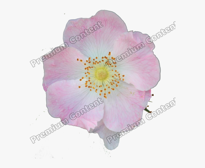 Plants Decals - Rosa Canina, HD Png Download, Free Download