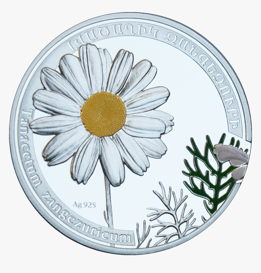 Chamomile Png 13, Buy Clip Art - Oxeye Daisy, Transparent Png, Free Download