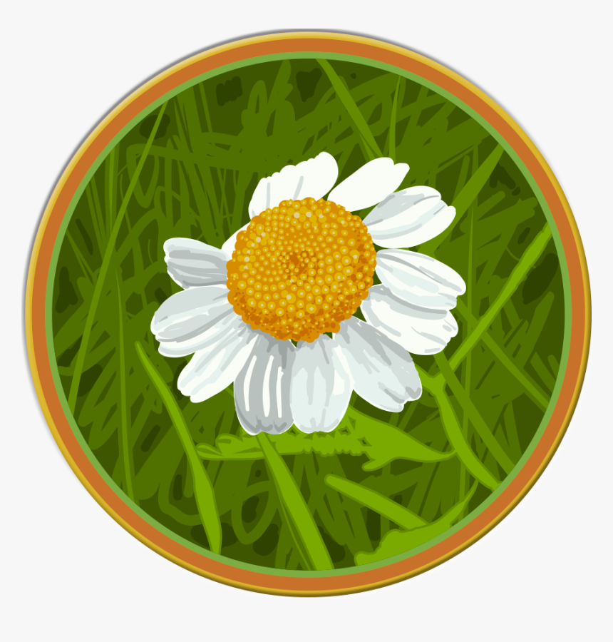 Oxeye Daisy, HD Png Download, Free Download