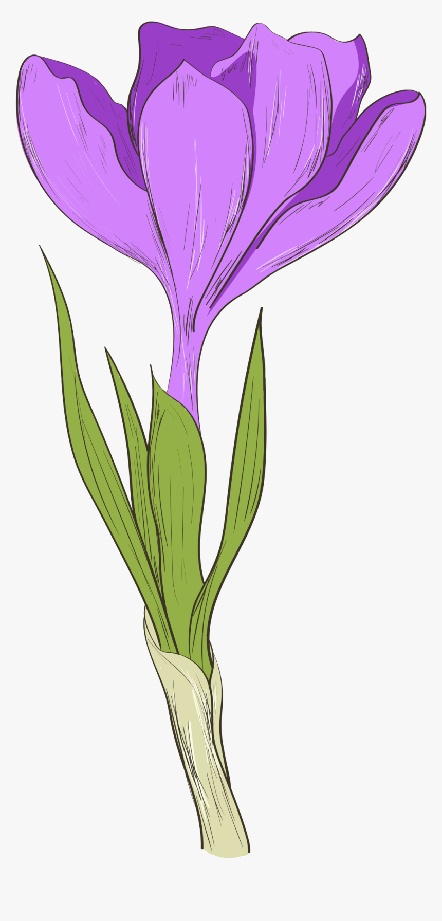 Transparent Iris Flower Png - Orris Root, Png Download, Free Download