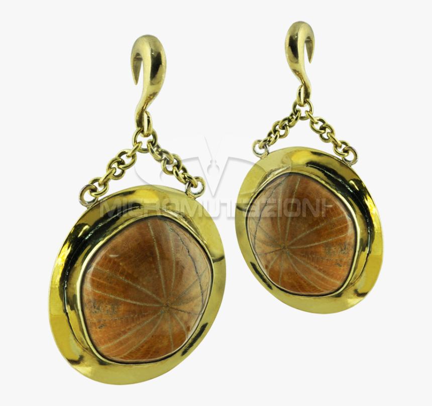 Fossil Sea Urchin In Brass Pendant Earrings Ear - Earrings, HD Png Download, Free Download