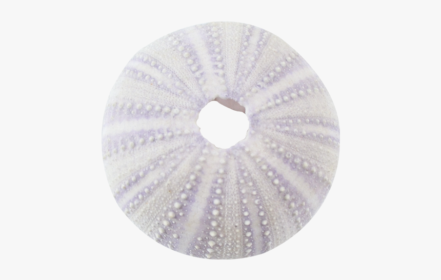 Purple Sea Urchin 1-2 - Circle, HD Png Download, Free Download