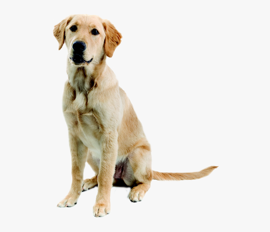 Labrador Retriever Png - Mischling Labrador Golden Retriever, Transparent Png, Free Download