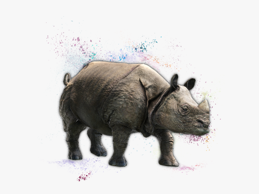 Indian Rhinoceros, HD Png Download, Free Download